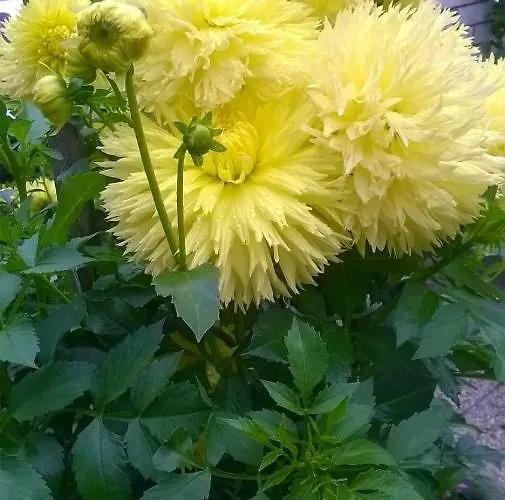 Rezidence Jiskra بيت ضيافة Brandýs nad Labem-Stará Boleslav